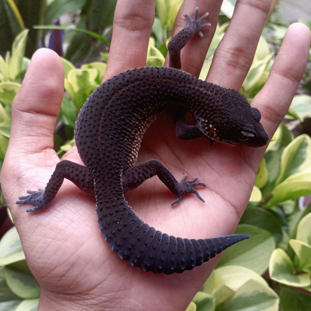 Mainan Anak - Leopard Gecko Baby-Juve