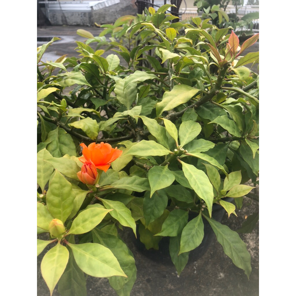 daun jarum tujuh bintang/tujuh jarum/ tujuh duri