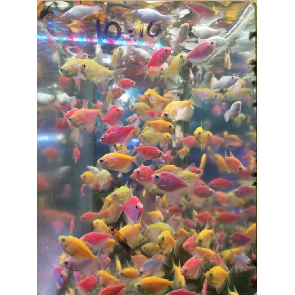 Ikan Glowfish Tetra Warna-Warni dengan Warna Menyala, Ideal untuk Akuarium Komunitas
