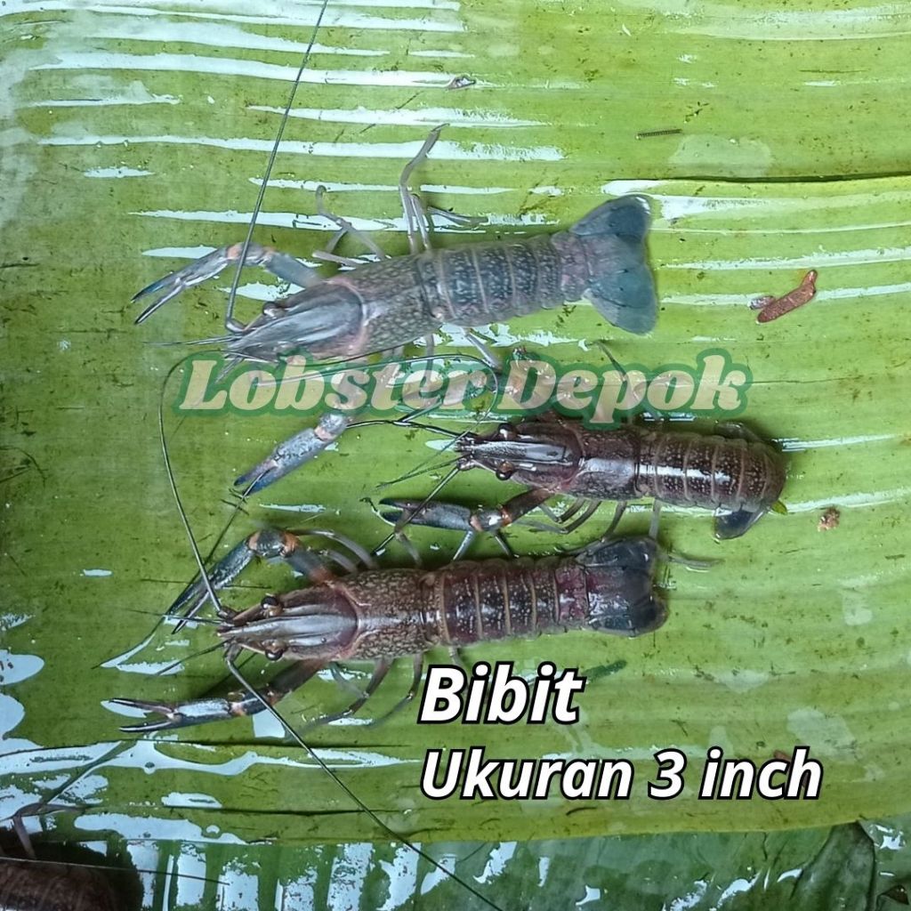 Bibit Lobster Air Tawar 3 Inch