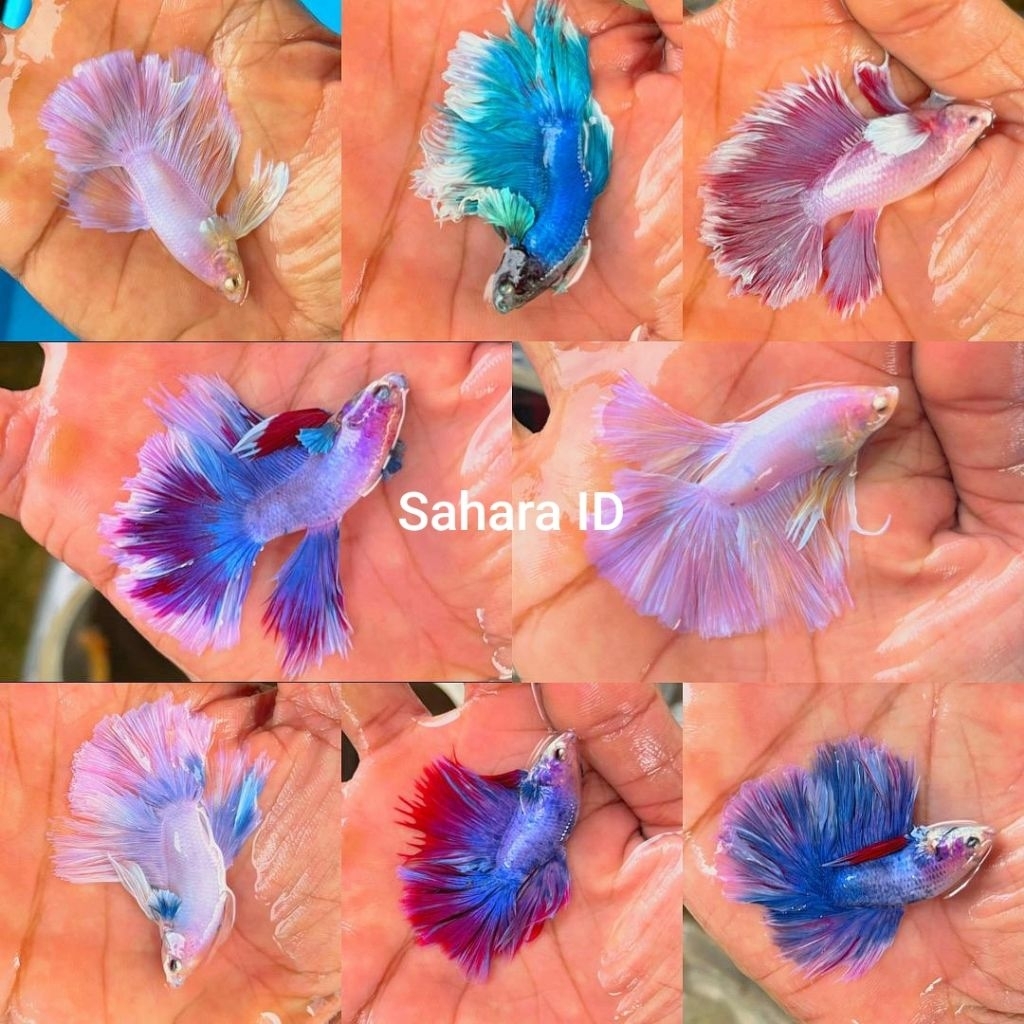 GROSIR CUPANG HALFMOON 5 EKOR | IKAN PILIHAN DAN SORTIRAN | PAKET MURAH CUPANG | GROSIR TERMURAH  | 