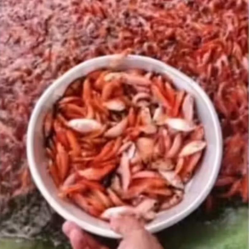 Bibit Ikan Nila Merah Bangkok 4cm Isi 45 ekor Perpaket