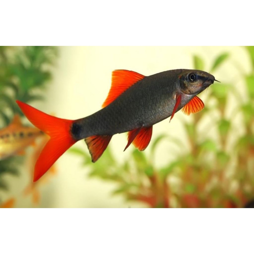 Pembersih IKAN Redfin