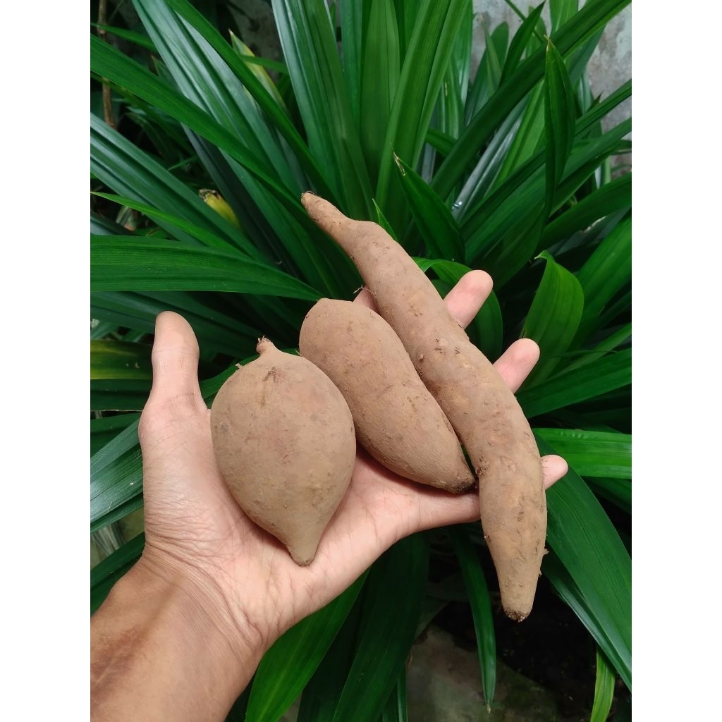 [ 1 KG ] Ubi Umbi Yakon Yacon Yacona Wonosobo Asli GRADE C (Kecil)