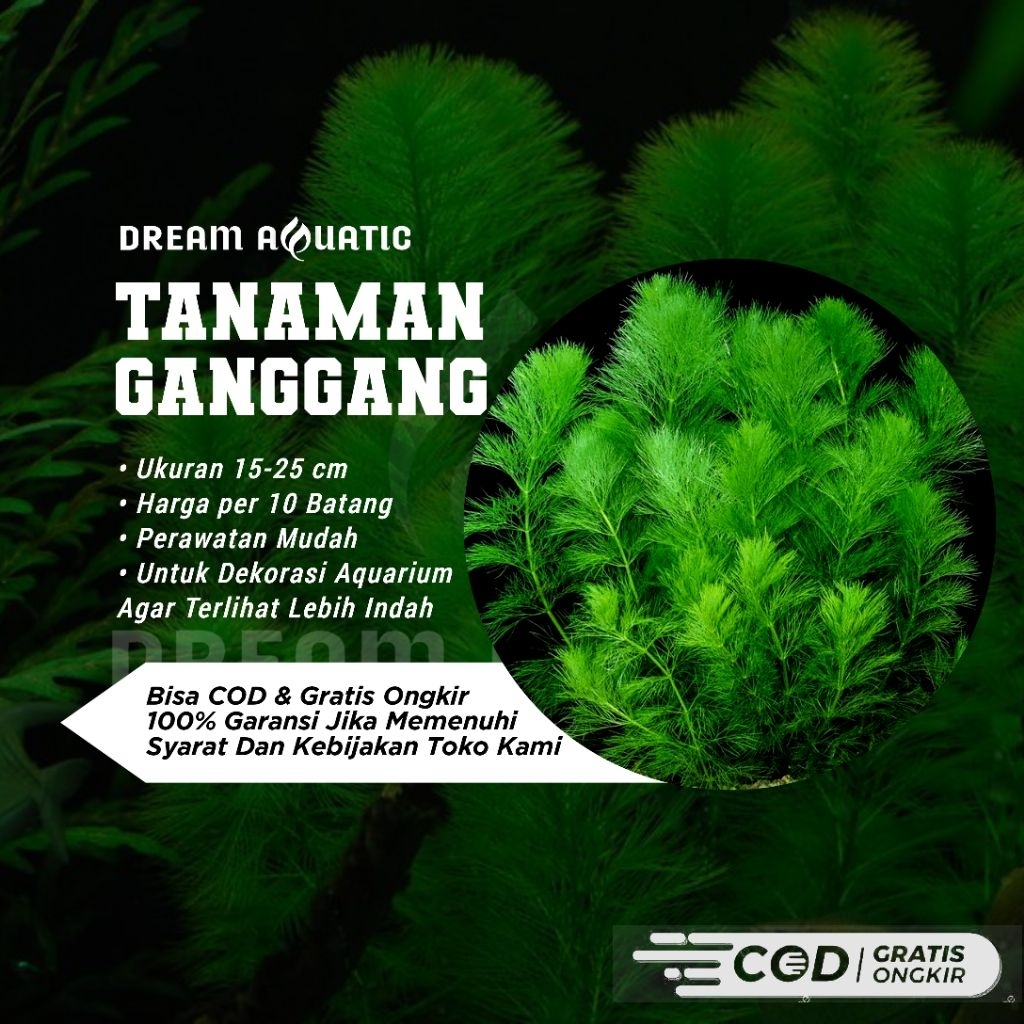 JUAL TANAMAN AIR GANGGANG HIASAN AQUARIUM/AQUASCAPE