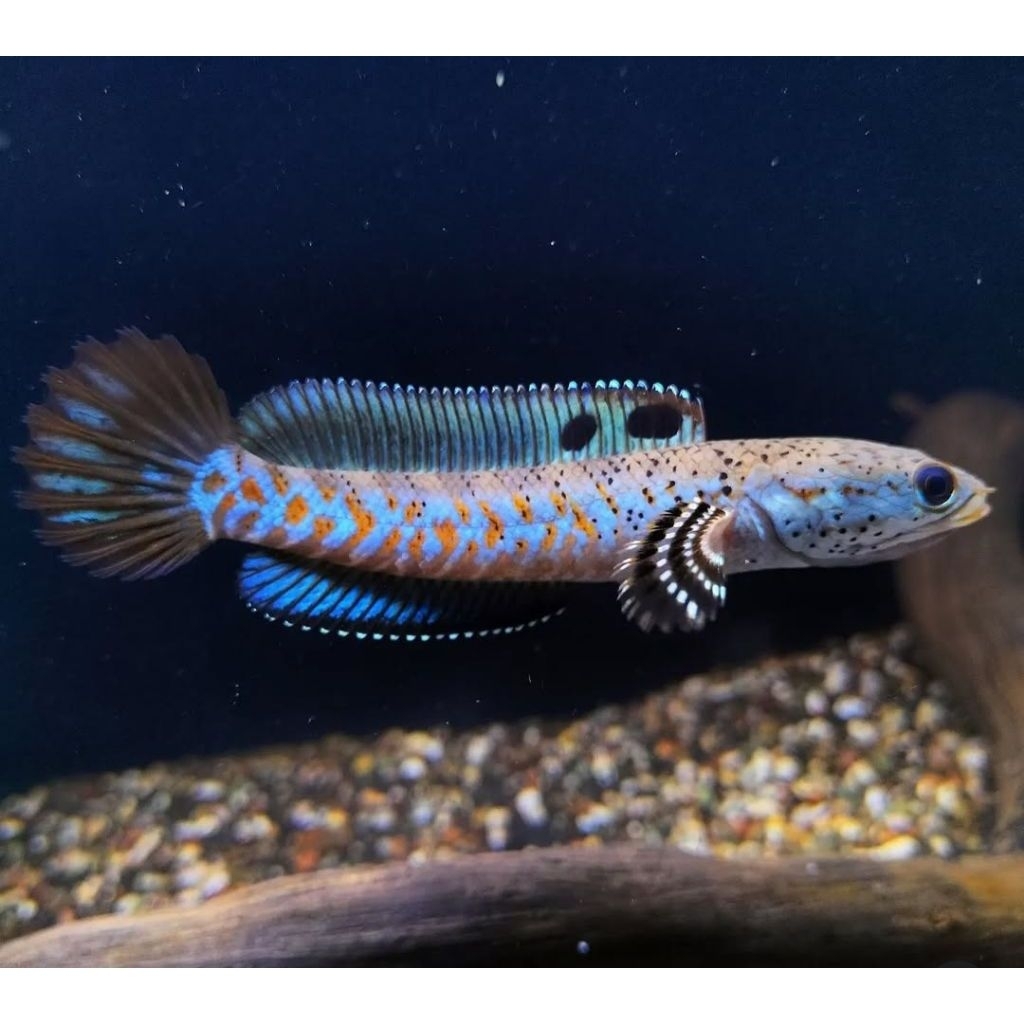 ( hiasan ) blue pulchra 7-8cm