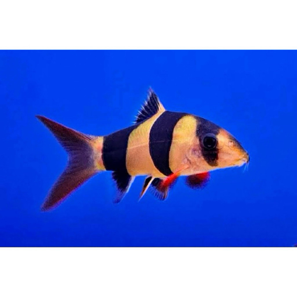 botea  badut / botia / botia badut 8-10cm