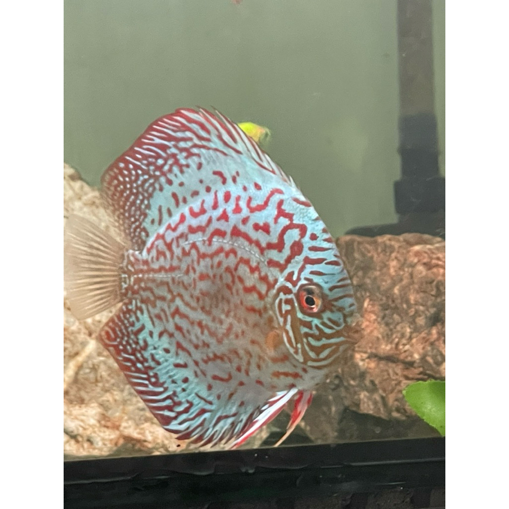 hiasan ikan discus 4inci