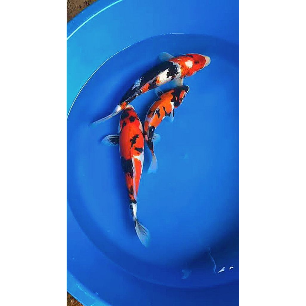 koi showa sanke berkwalitas paket 3 pcs dekorasi aquarium joss