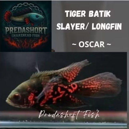 koleksi oscar Tiger batik slayer / longfin bahan berkualitas good marking