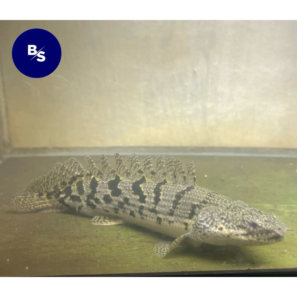 Hiasan Aquarium Palmas Delhezi Royal tiger SB (palmas delhezy)