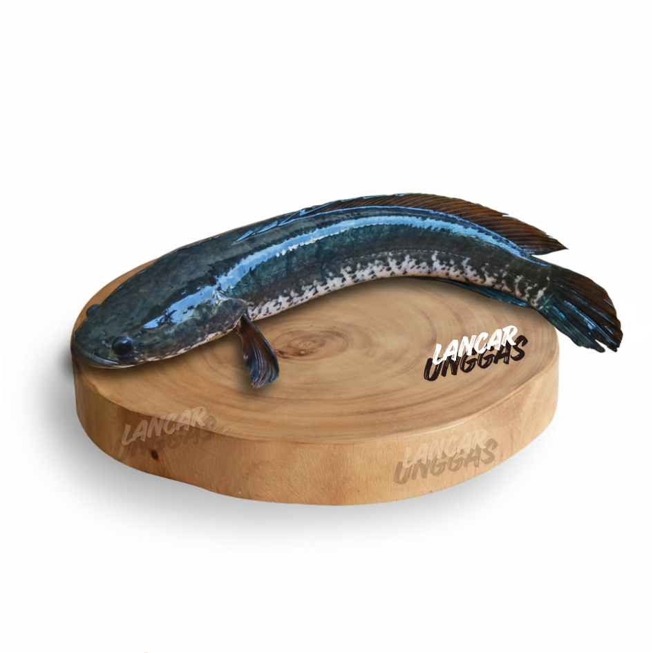 Ikan Gabus Segar 500 gram / Ikan Kutuk Fresh Tinggi Albumin (Potong Bersih) - Instant