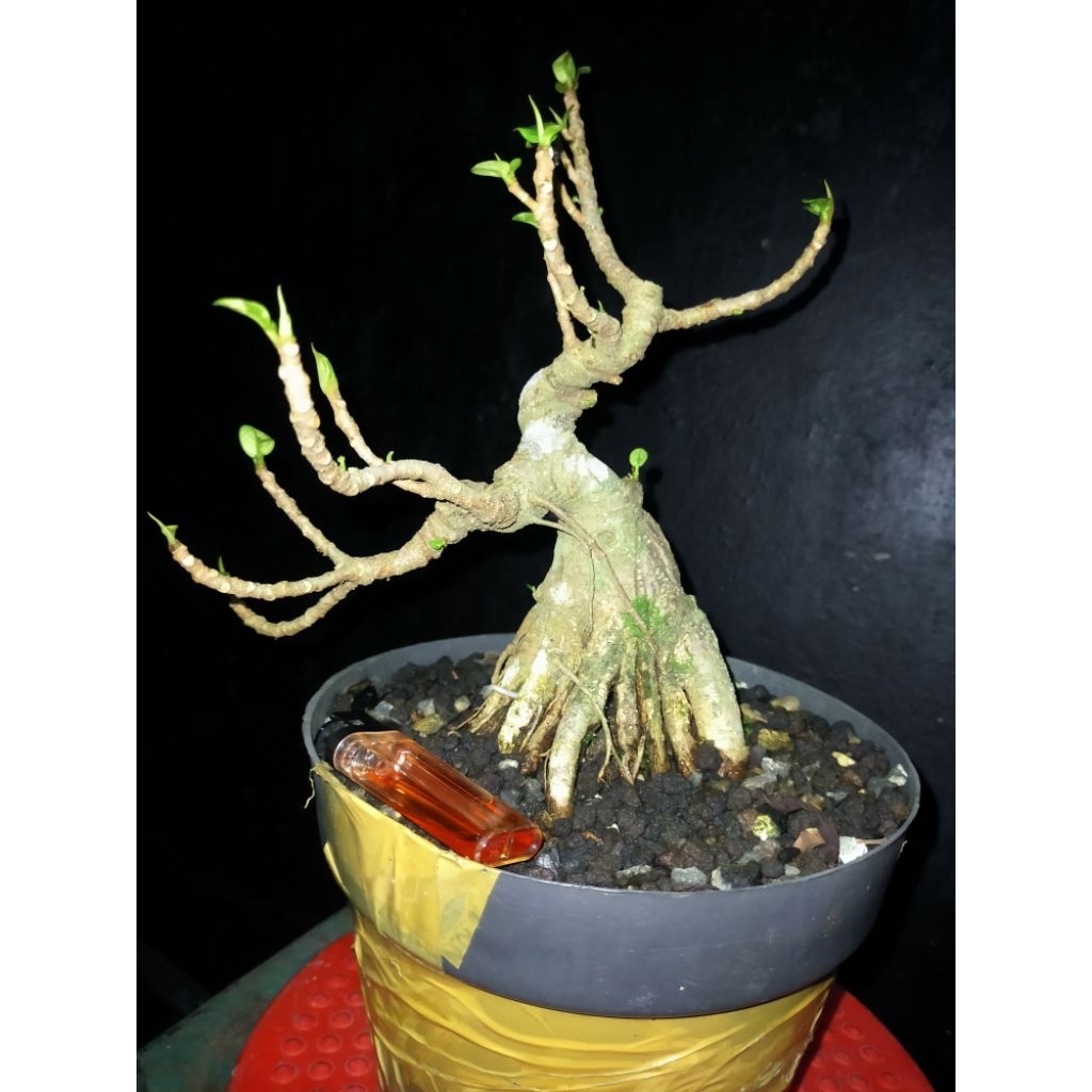 bonsai ficus dolar