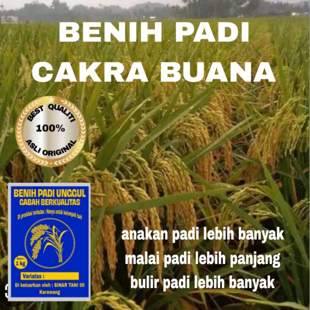 BENIH PADI CAKRA BUANA MALAI PANJANG BERKUALITAS UNGGUL 1 kg