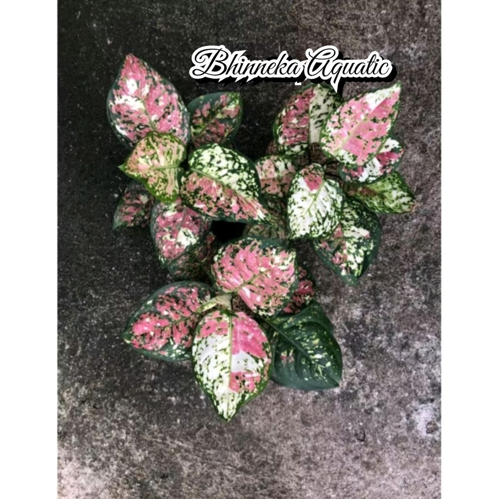 Algonema Tri color  Three Colour Tricolor Tanaman Hias Bunga Aglaonema Murah Ekonomis