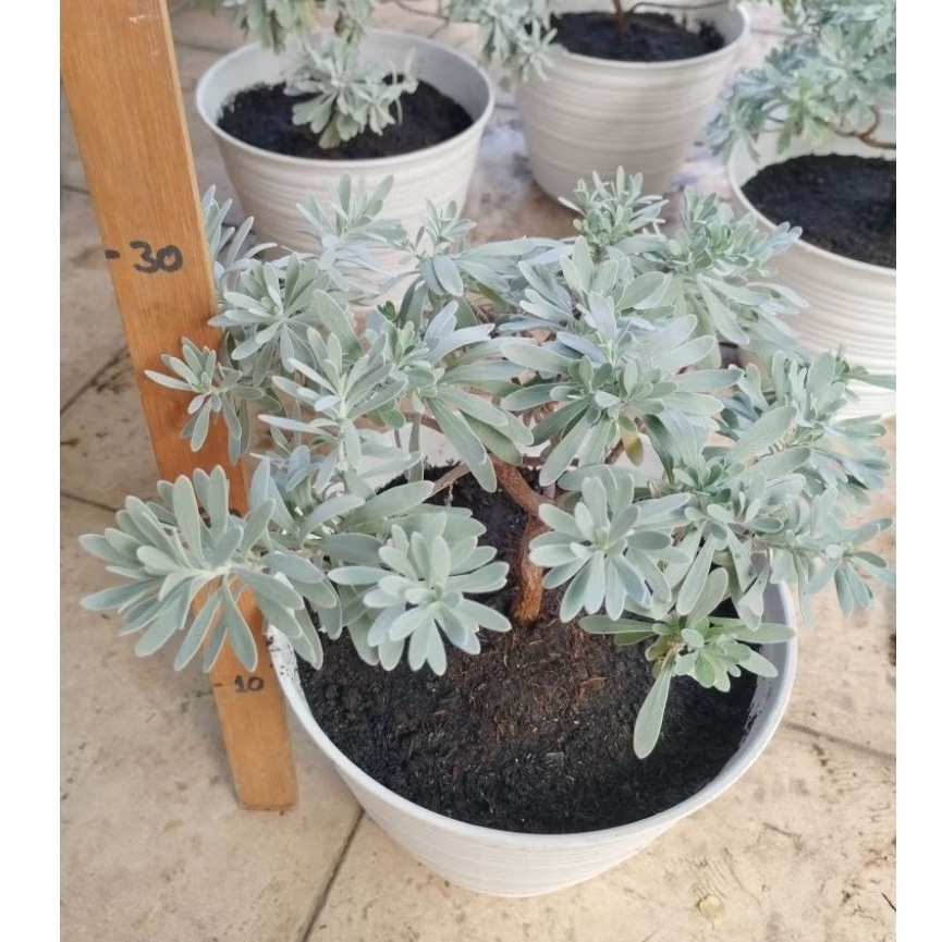 Pohon Rezeki Puyong (Besar)- Tanaman Hias Minimalis, Rimbun & Elegan Furongju (siap pajang)