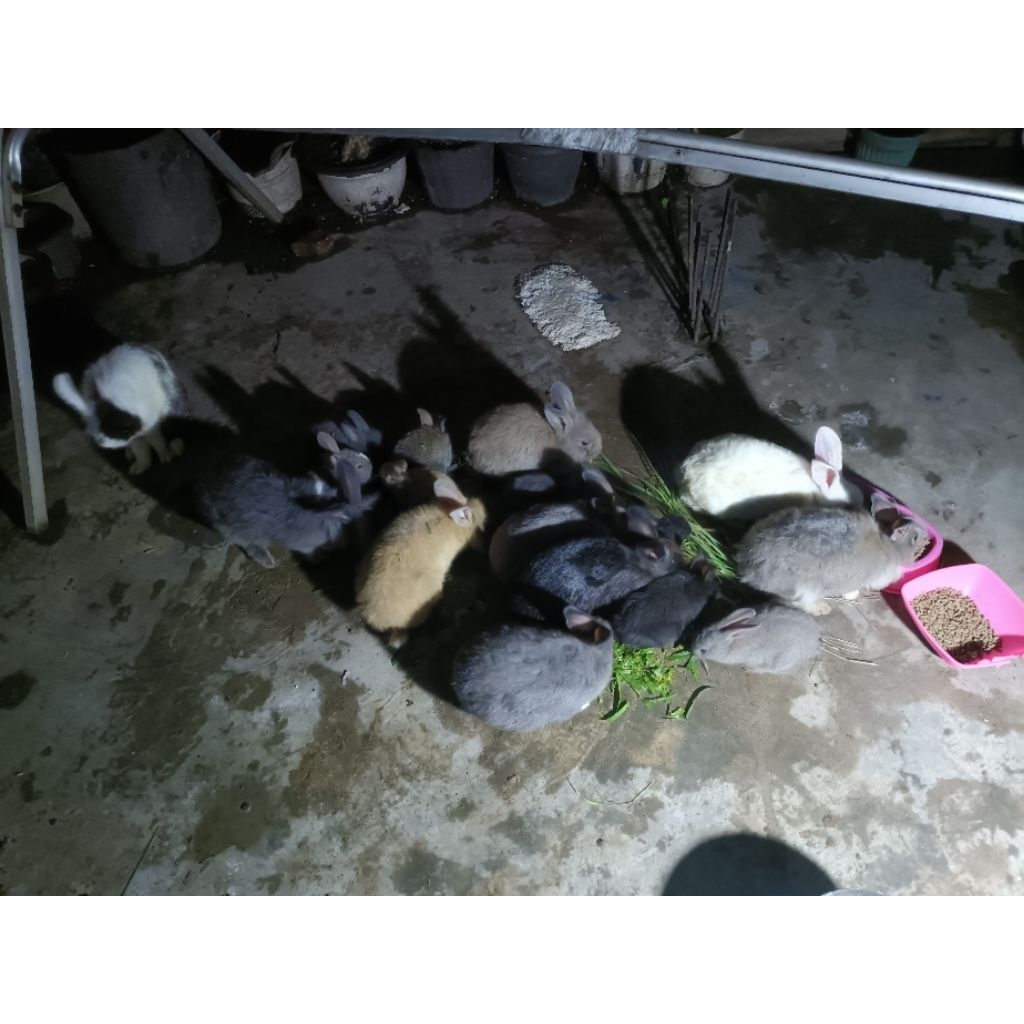 Kelinci peliharaan Bogor umur 3 bulan
