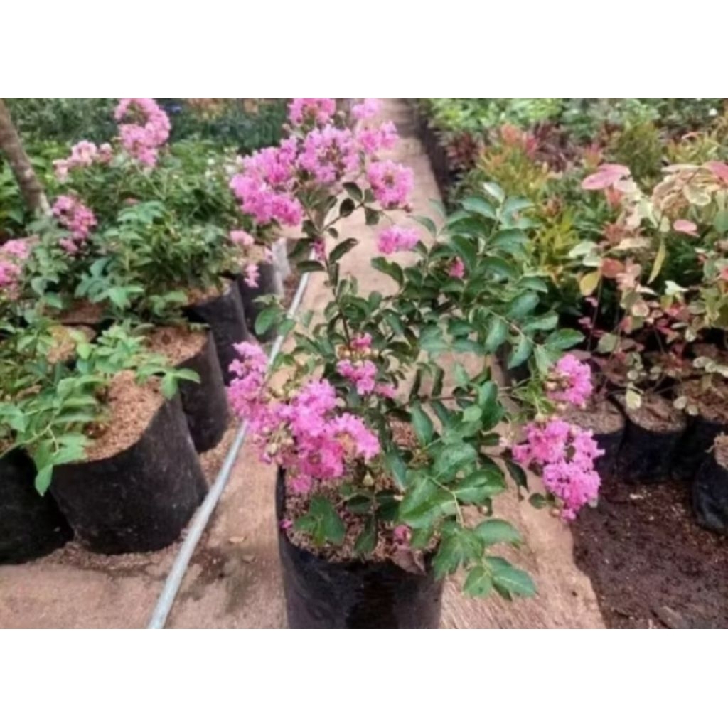 tanaman bunga sakura lokal