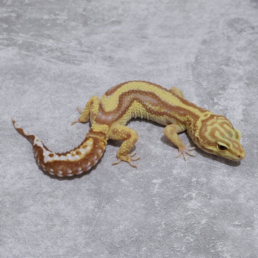 Figur Gecko Tremper BS Female
