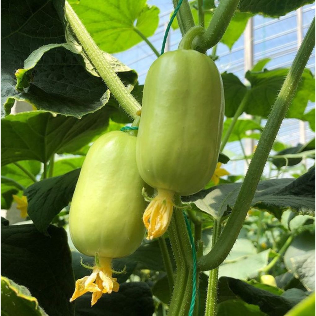 4 Biji Benih Timun Giok