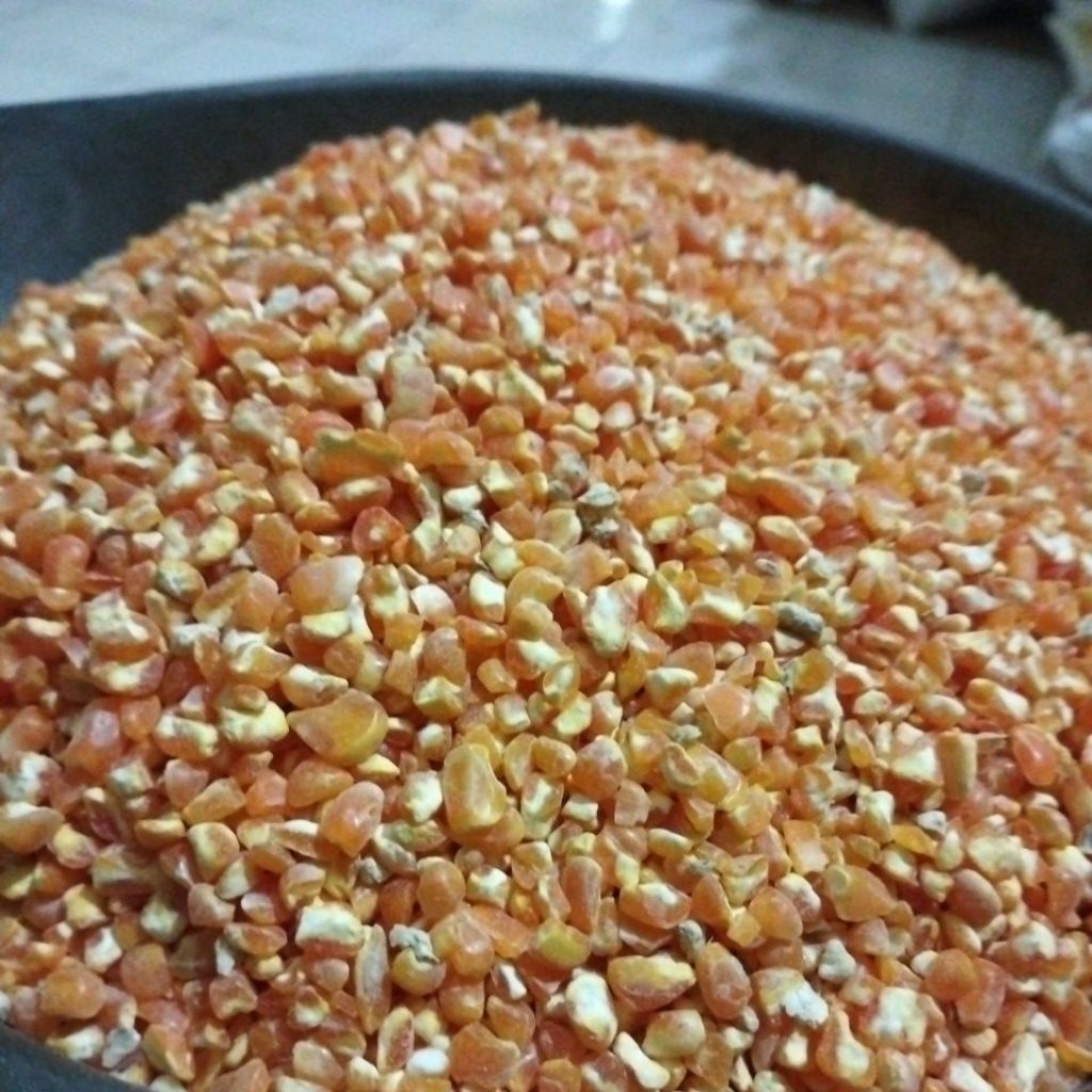 1KG JAGUNG PECAH PAKAN AYAM BERSIH DARI DEDAK DAN DEBU