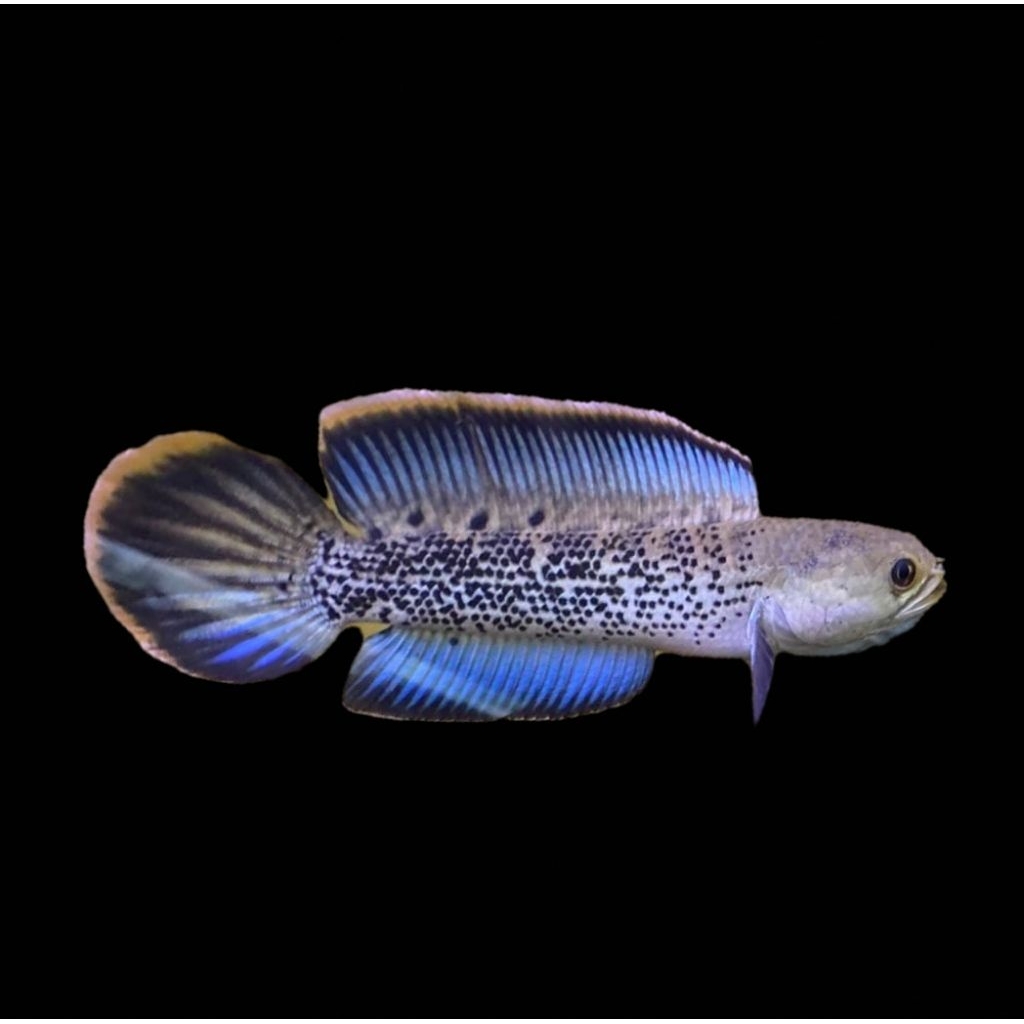 warti stewarti 7-9 cm
