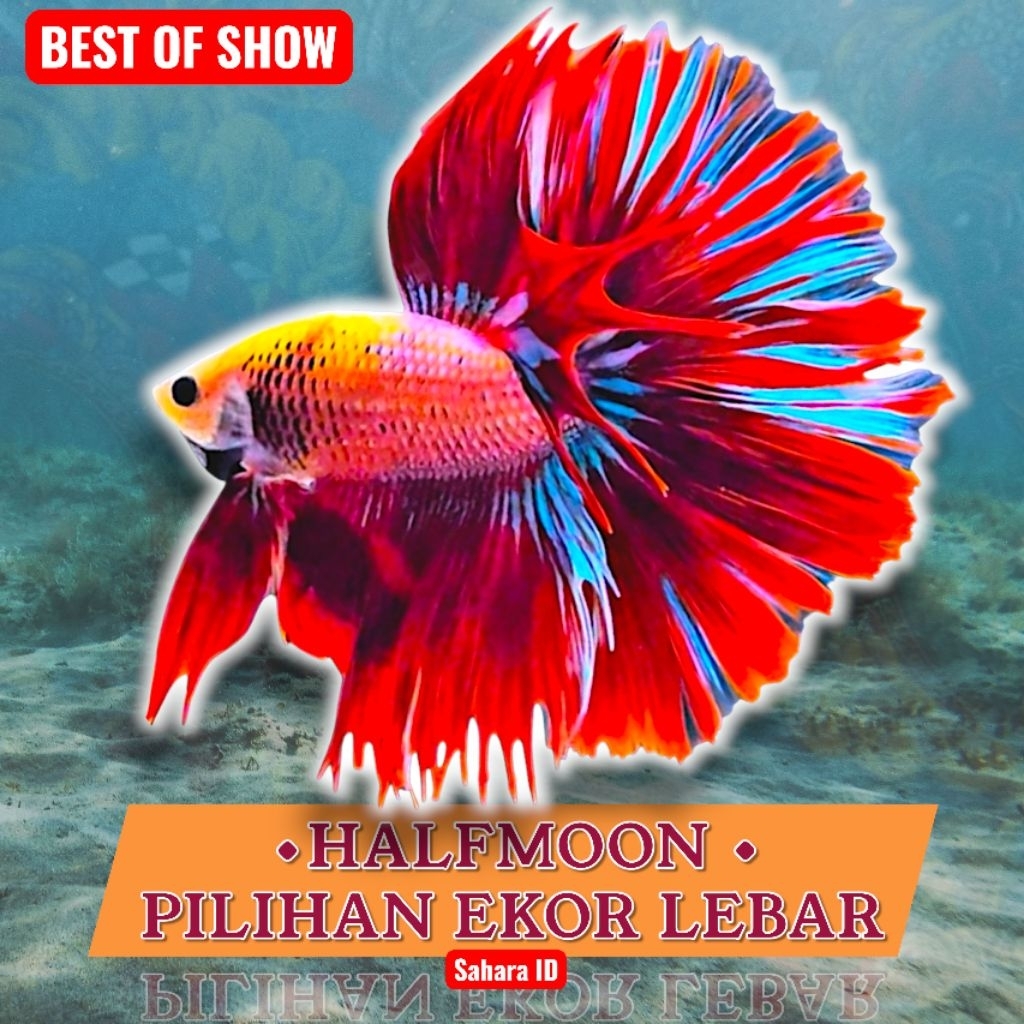 CUPANG HALFMOON SIZE M+/ M++/ L | EKOR PANJANG HIASAN AKUARIUM | CUPANG HALFMOON | CUPANG HIAS | HIA