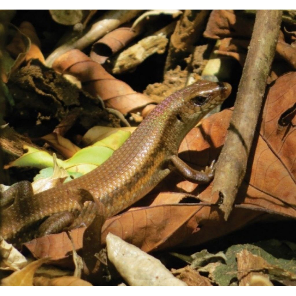 kadal sawah hidup per ekor
