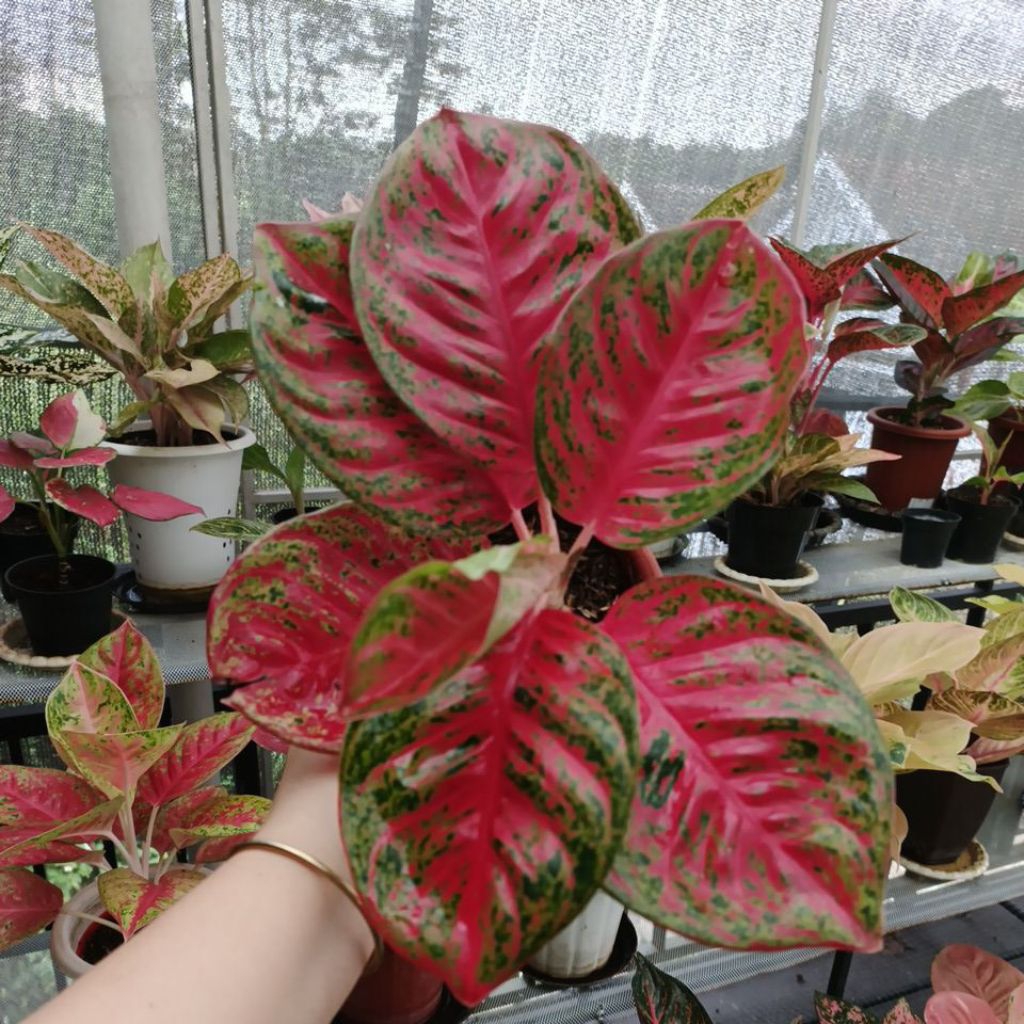 Aglaonema Wulandari