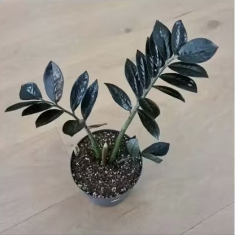 Tanaman Hias Zamia Dollar Hitam - Zamioculcas Zamiifolia 'Black Raven' (ZZ plant Black Raven) | Zami