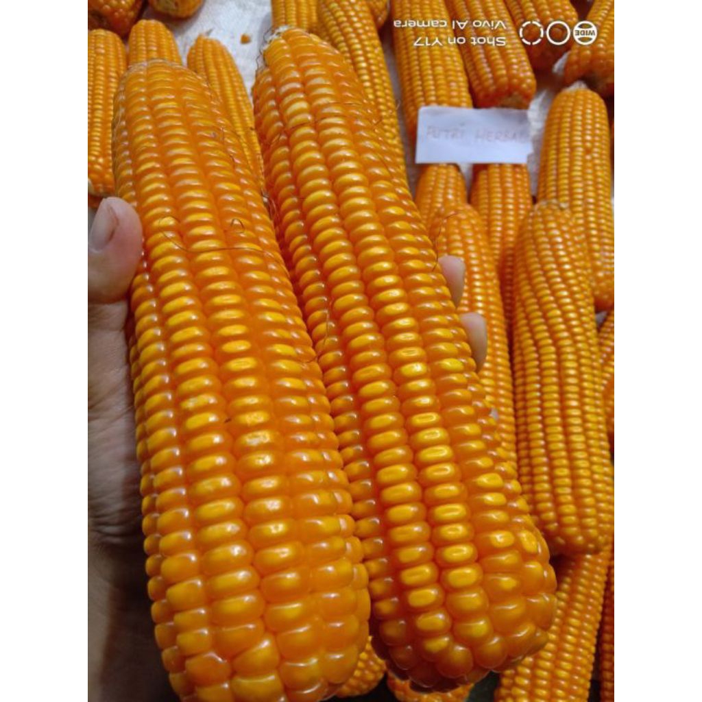 1kg benih-bibit jagung hibrida kualitas terbukti