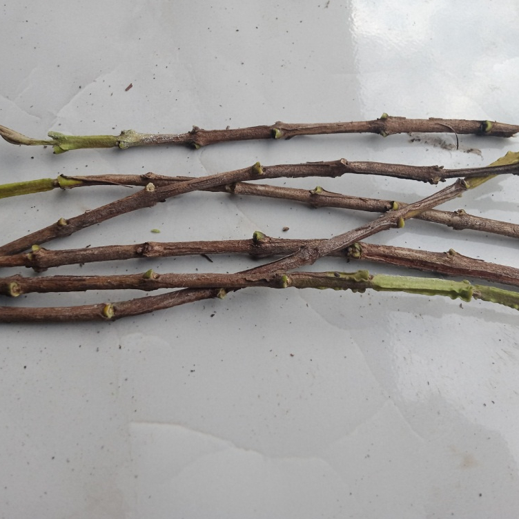 Entres / Batang Segar Jambu Biji Chegua