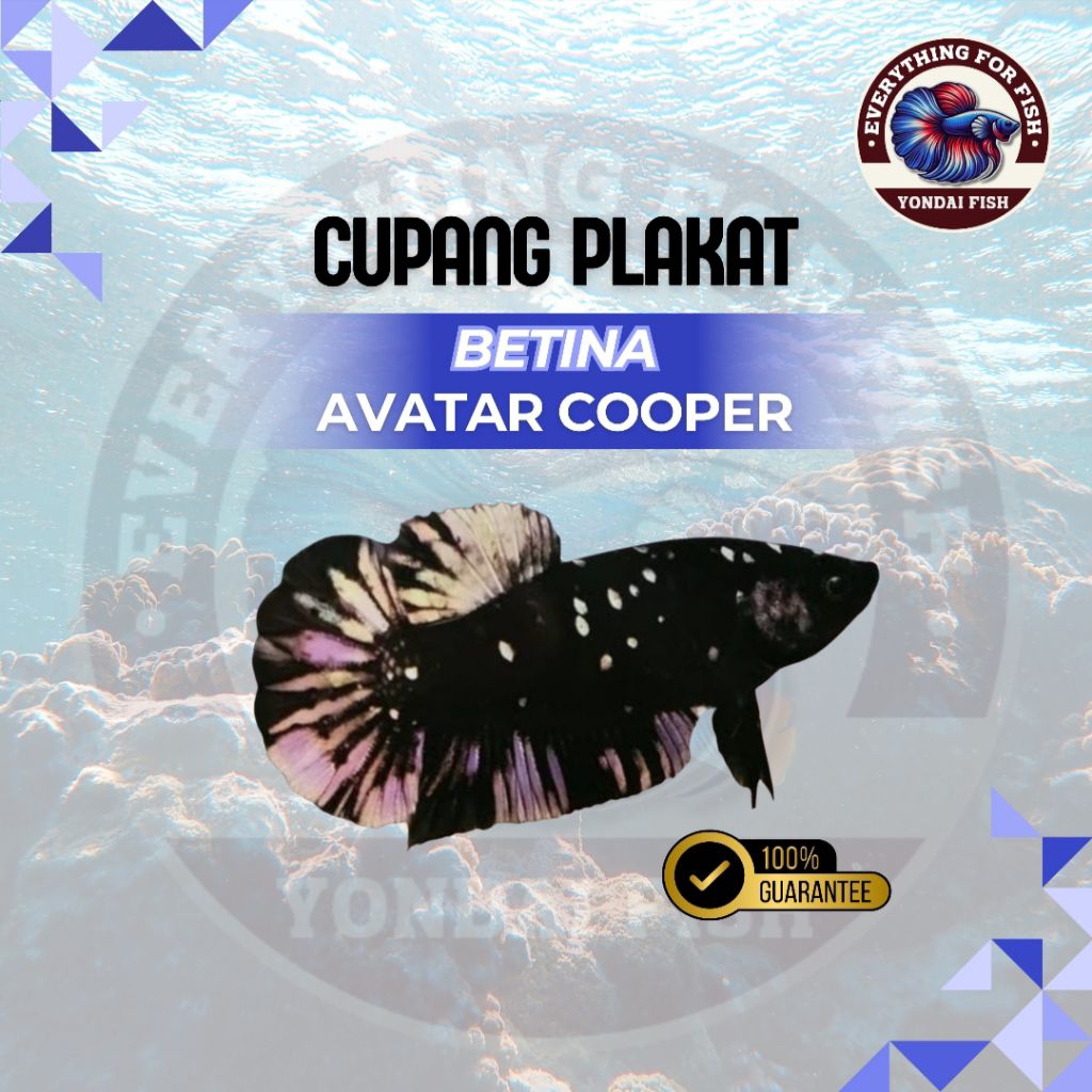 [BETINA PK] Avatar Cooper | REALPICT | TOP GRADE