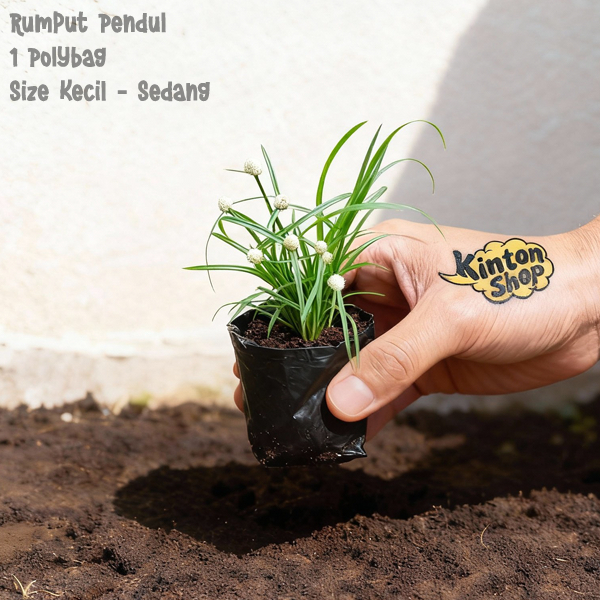 Rumput Pendul 1 Polybag Kecil
