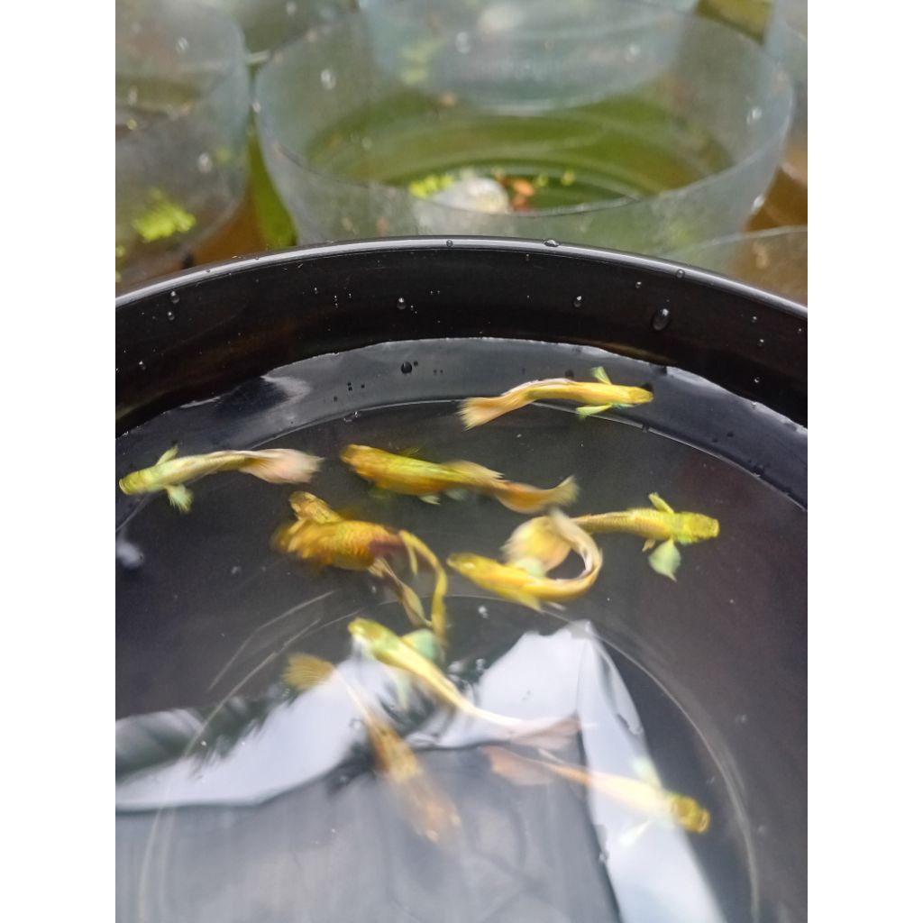 HIASAN AQUARIUM GUPPY FULL GOLD SEPASANG