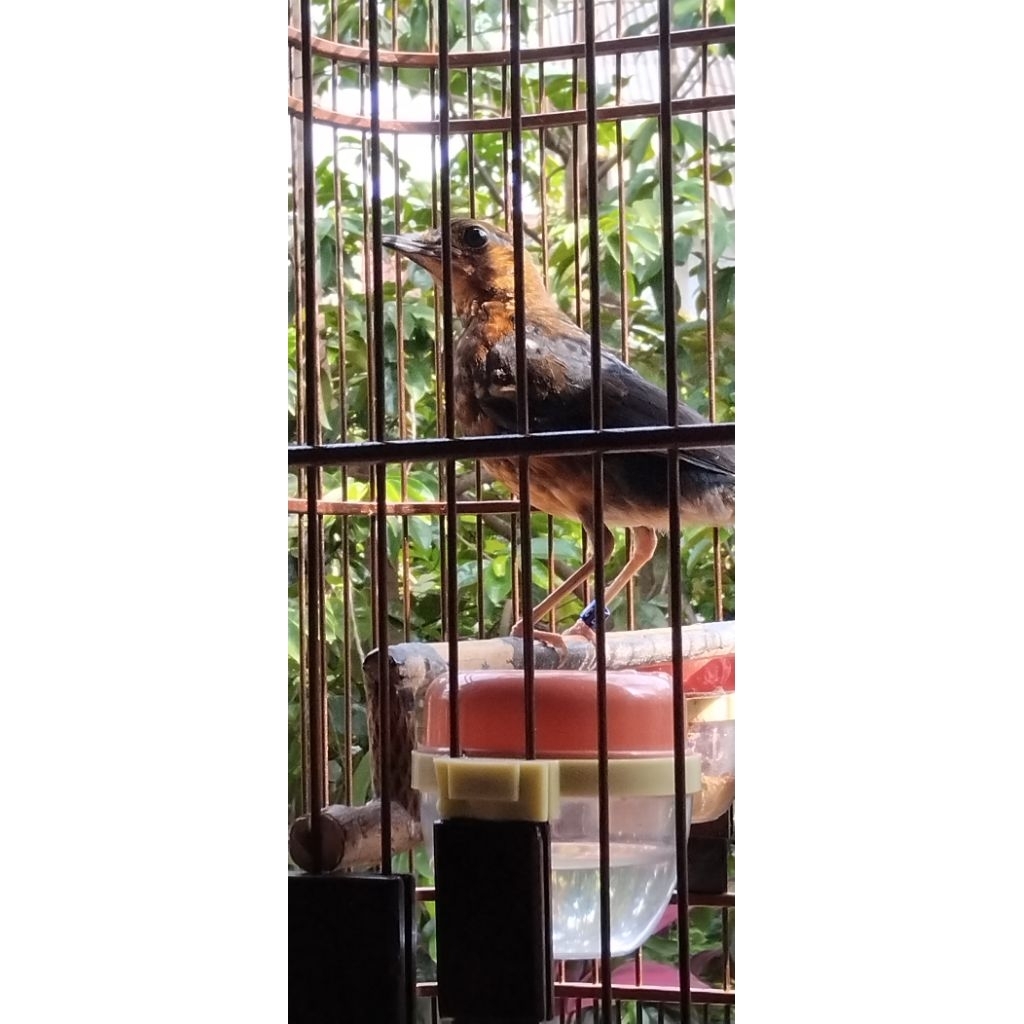 anis merah trotol blorok  bali rajin