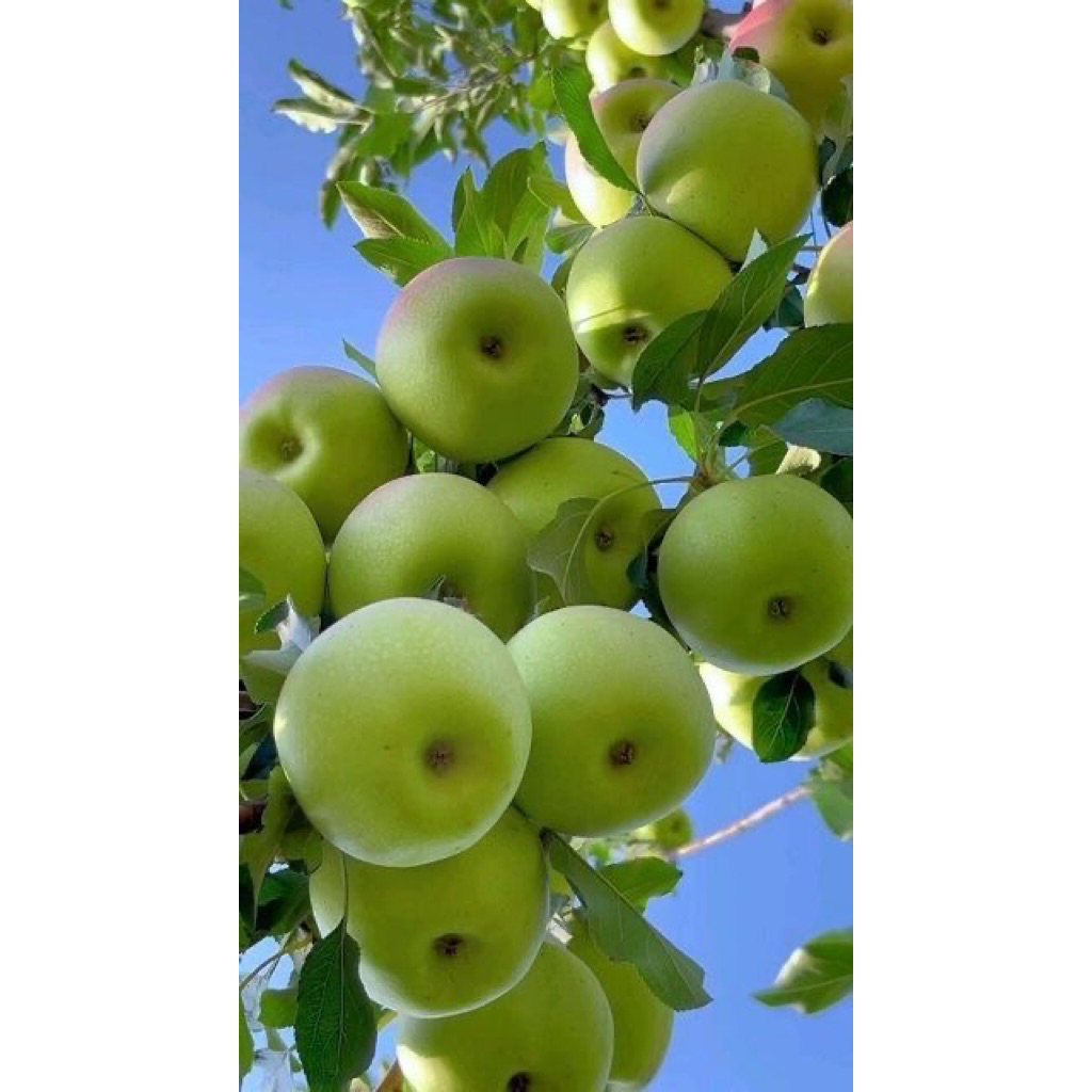 Apel segar manalagi malang 1kg 17-18 buah