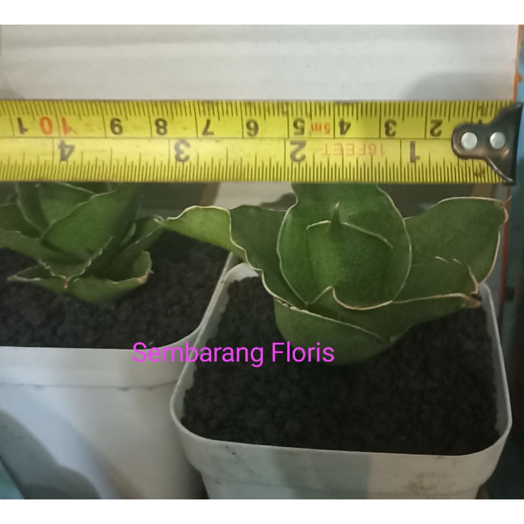 Sansevieria Andaman / Sansevieria Hybrid Andaman Small