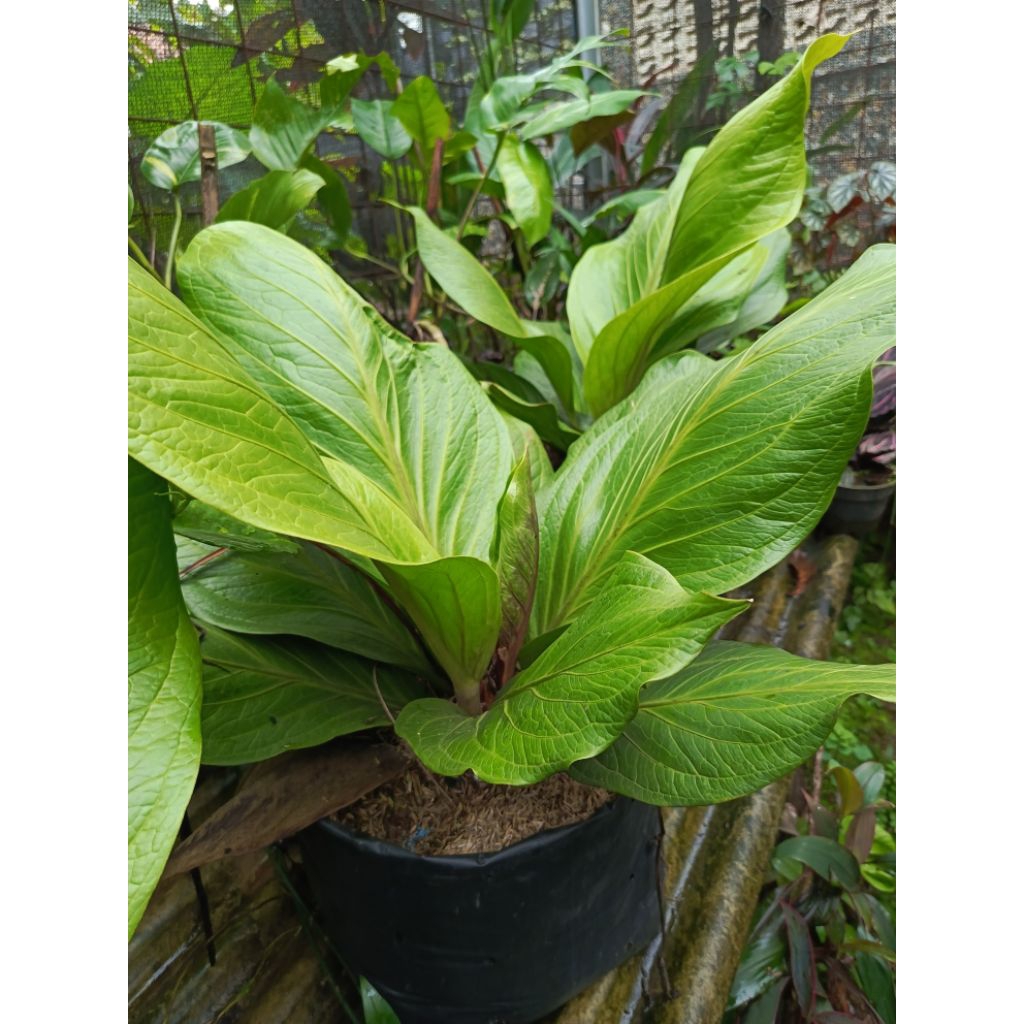 pohon antorium anjamani king cobra ukuran dewasa