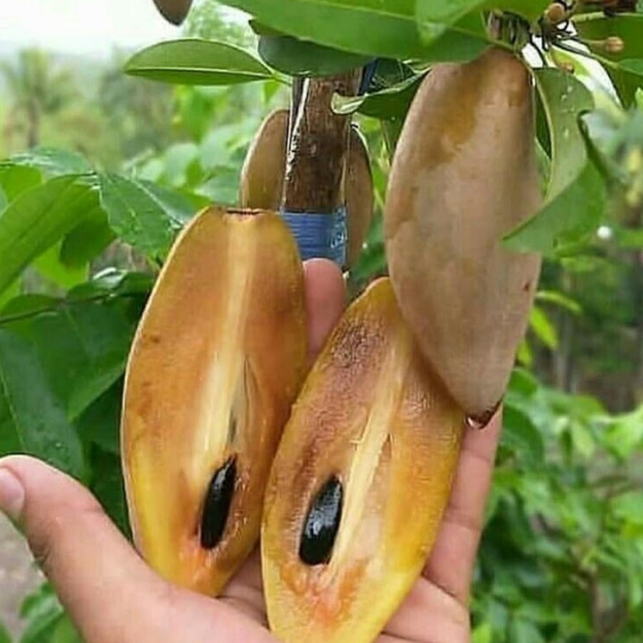 Entres sawo mentimun - pucuk tunas sawo mentimun