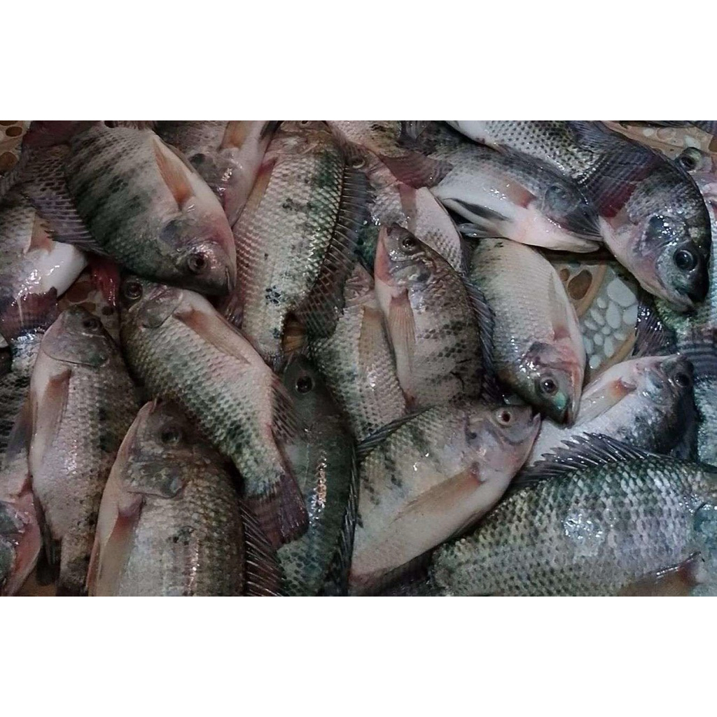 MUJAIR ISI 3 KECIL BUMBU KUNING SIAP GORENG