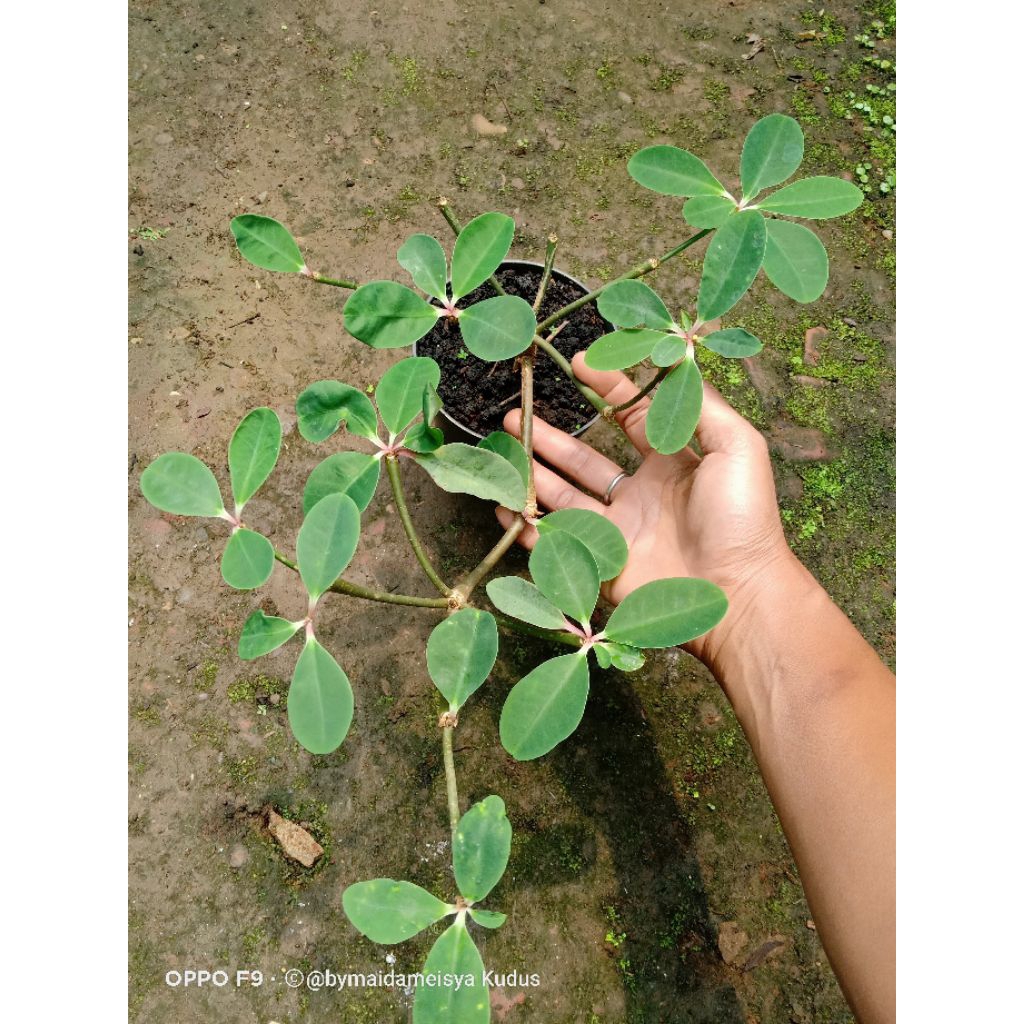 tanaman hias euphorbia bongolavensis