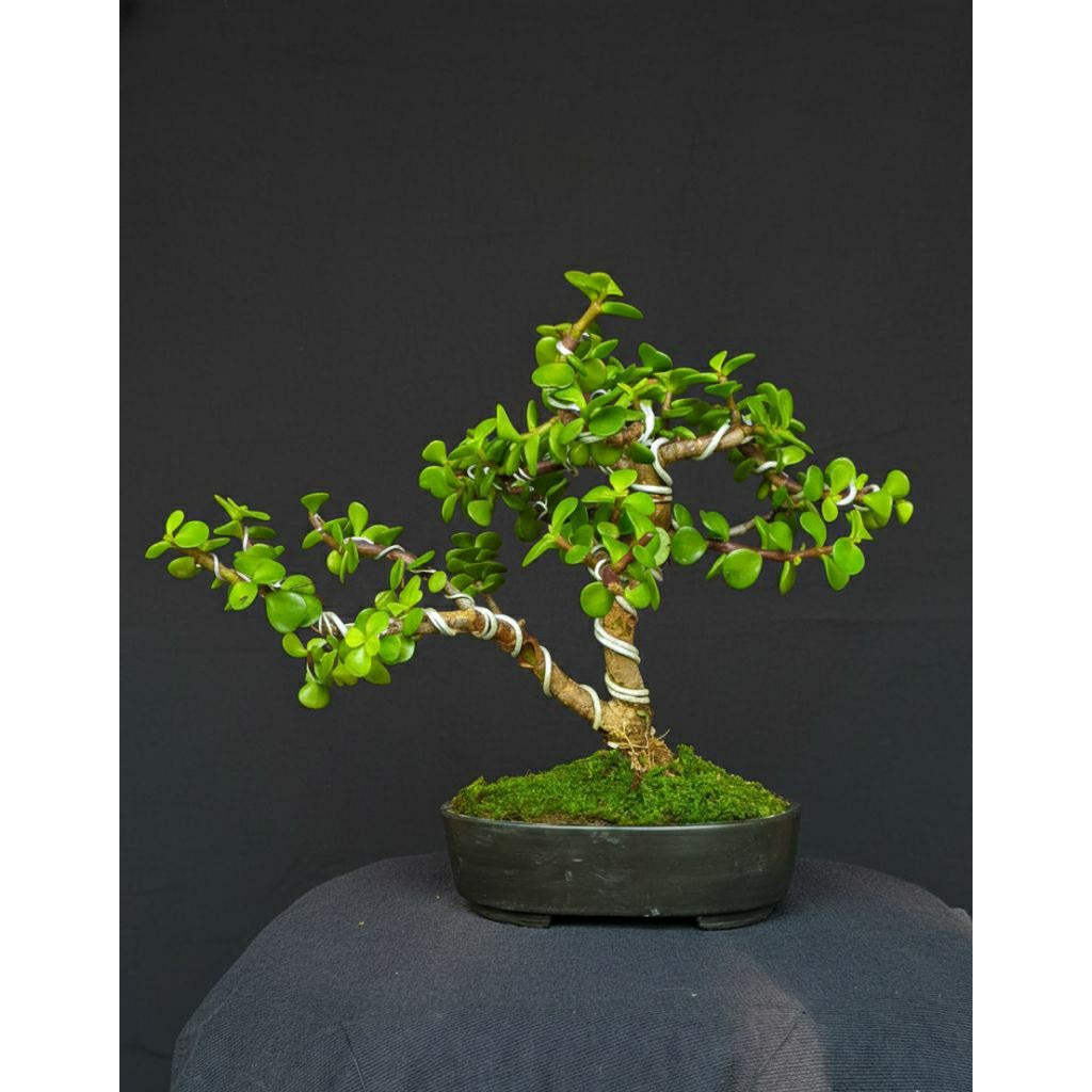 Bonsai Jade Plant