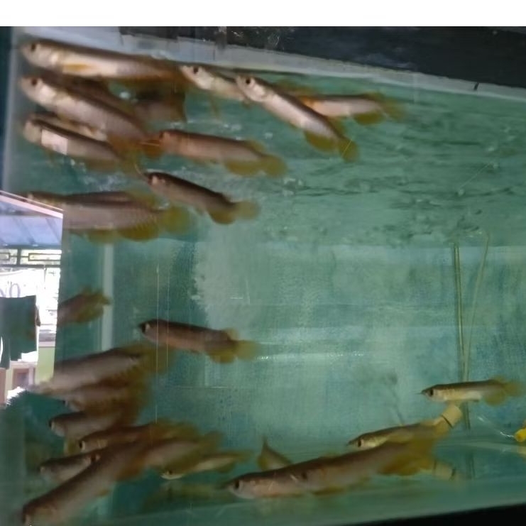 Isi Akuarium Golden Red HB 8-9cm lengkap