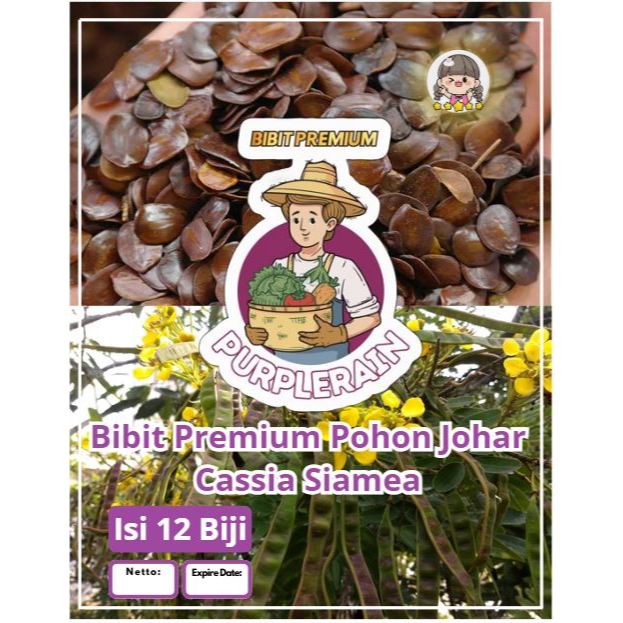 Bibit Premium Pohon Johar Cassia Siamea | Biji Benih Pohon Johar Cassia Siamea | Pohon Juwar