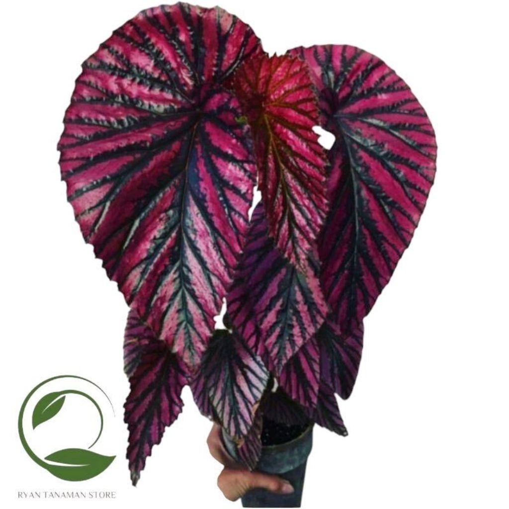 Tanaman Hias Begonia Rex Walet - Tanaman Begonia Rex Wallet Merah