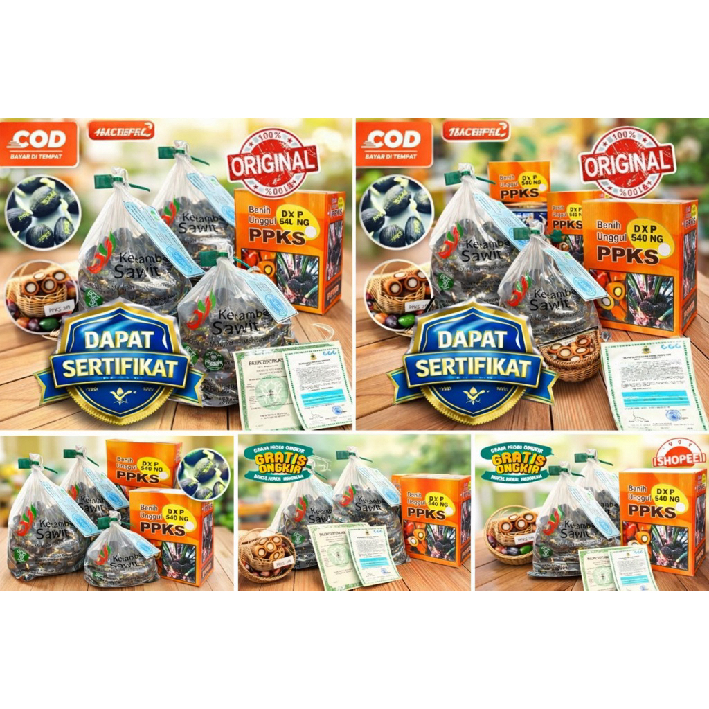 Bibit Benih Kecambah Sawit PPKS Medan Asli – Resmi & Bersertifikat – Siap Tanam