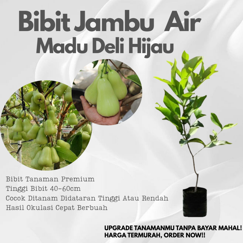 Jambui Air Madu Deli Hijau Bibit Premium Hasil Okulasi Siap Berbunga Cepat Berbuah Manis Segar