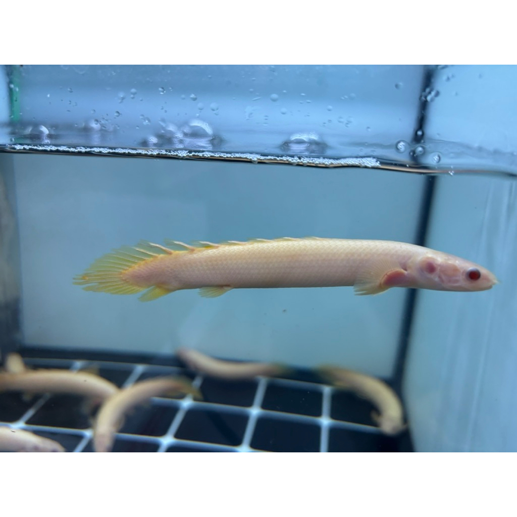 PALMAS ALBINO SIZE 11-12CM BERGARANSI