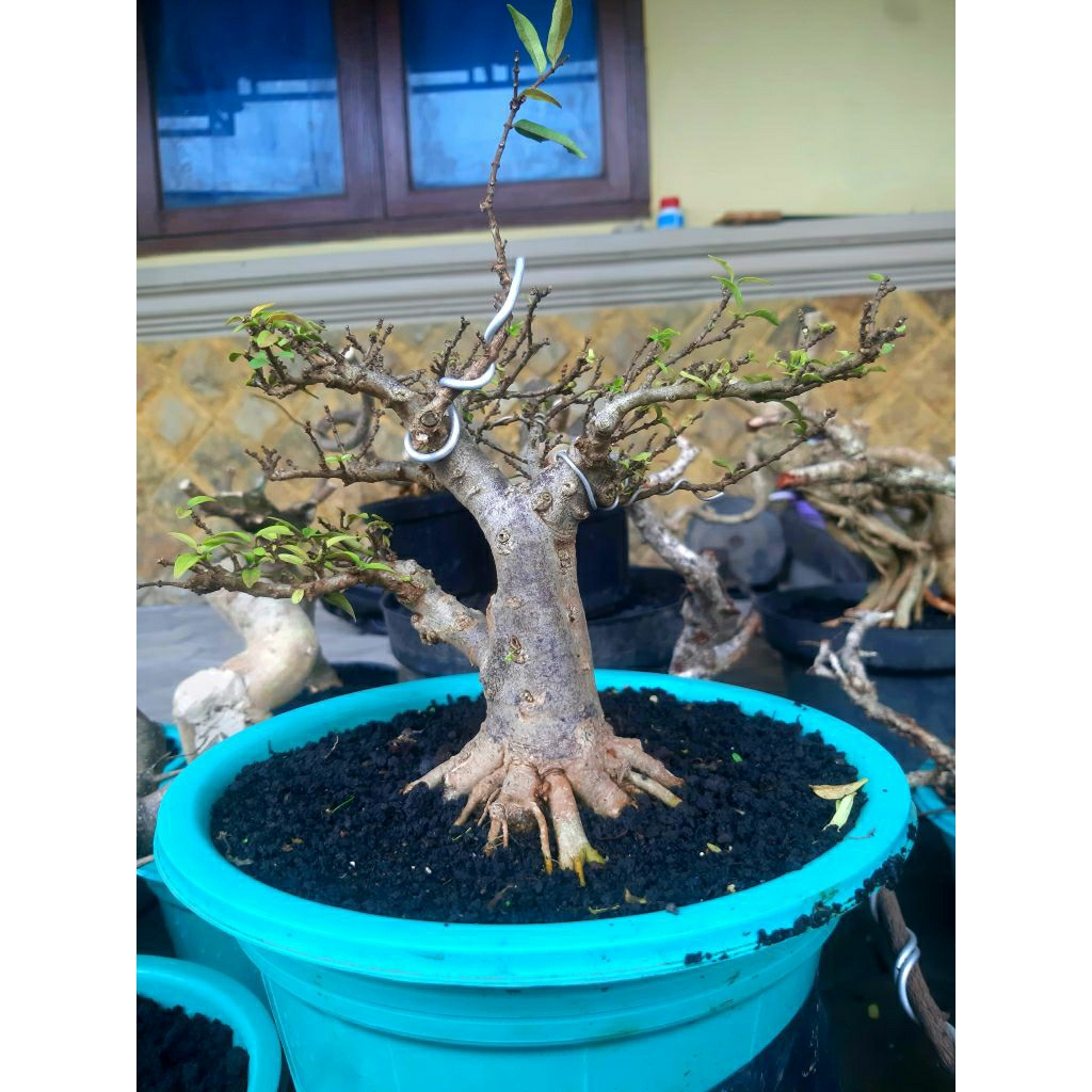 Anting Putri Super Mikro